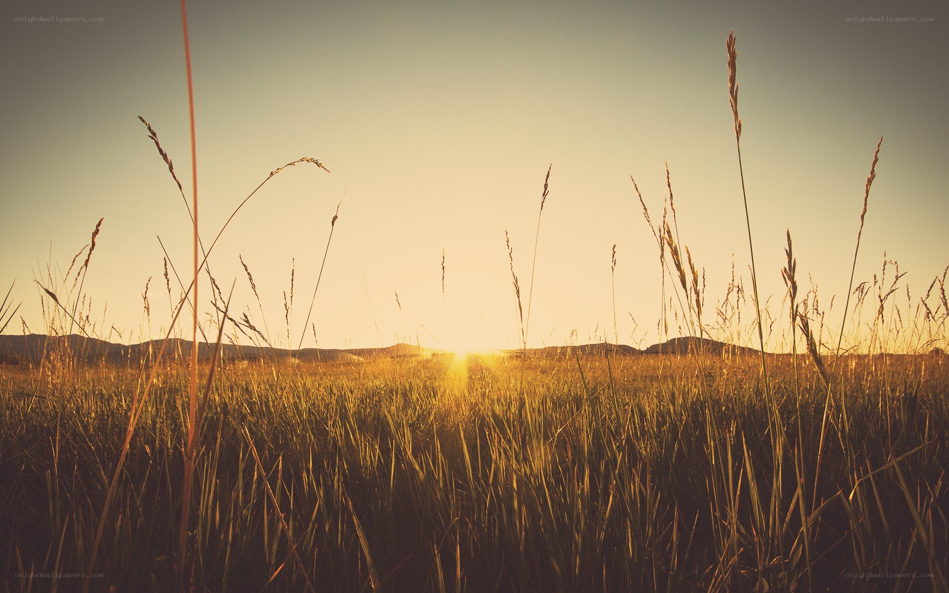 Sunset over a grassy field