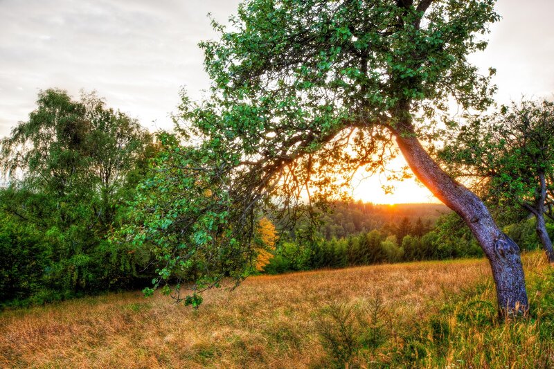 Sunset over a grassy field