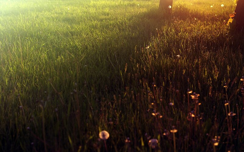 Sunset over a grassy field
