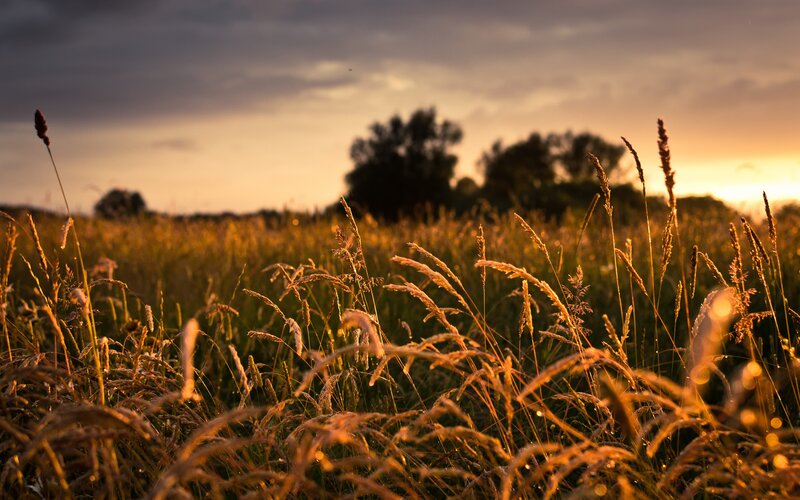 Sunset over a grassy field