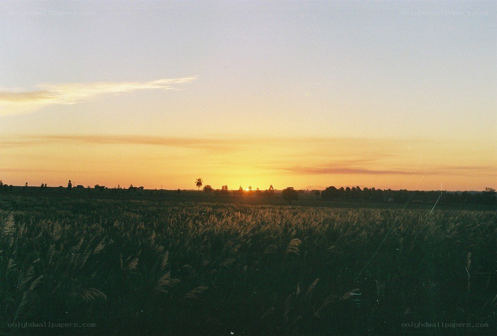 Sunset over a grassy field