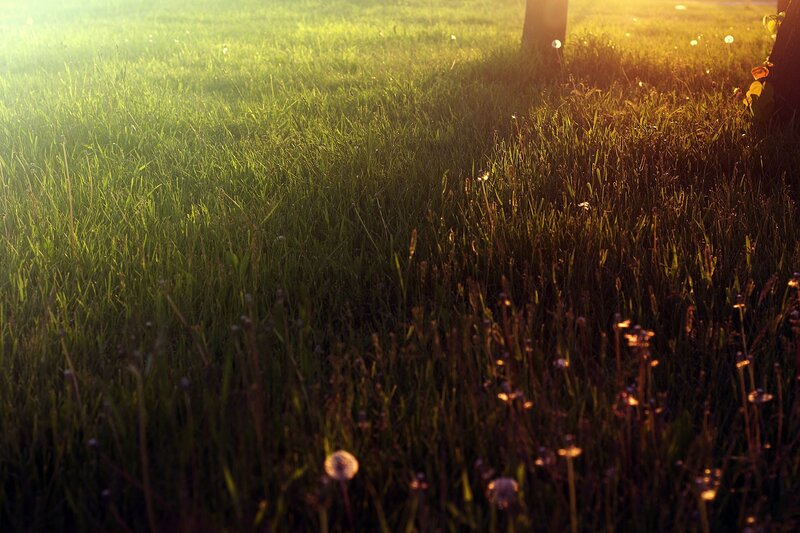 Sunset over a grassy field