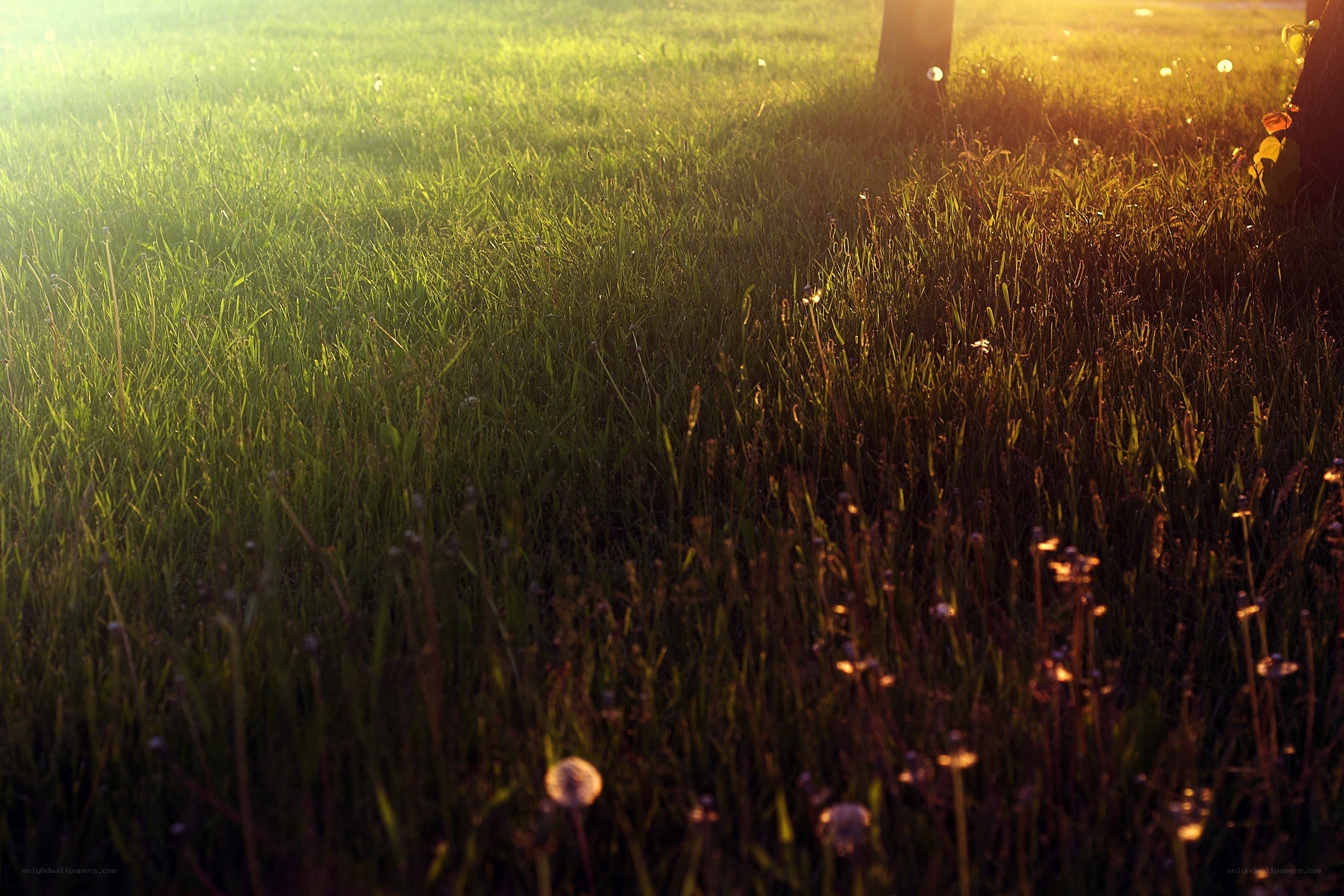 Sunset over a grassy field