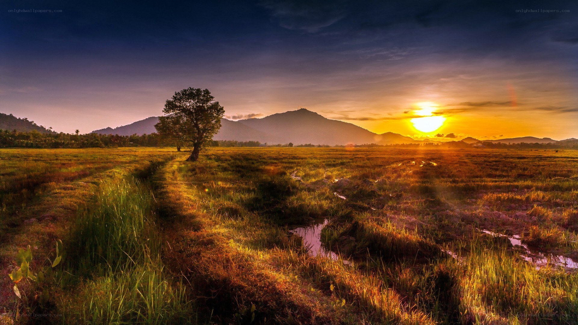 Sunset over a grassy field