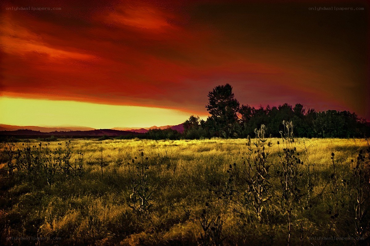 Sunset over a grassy field