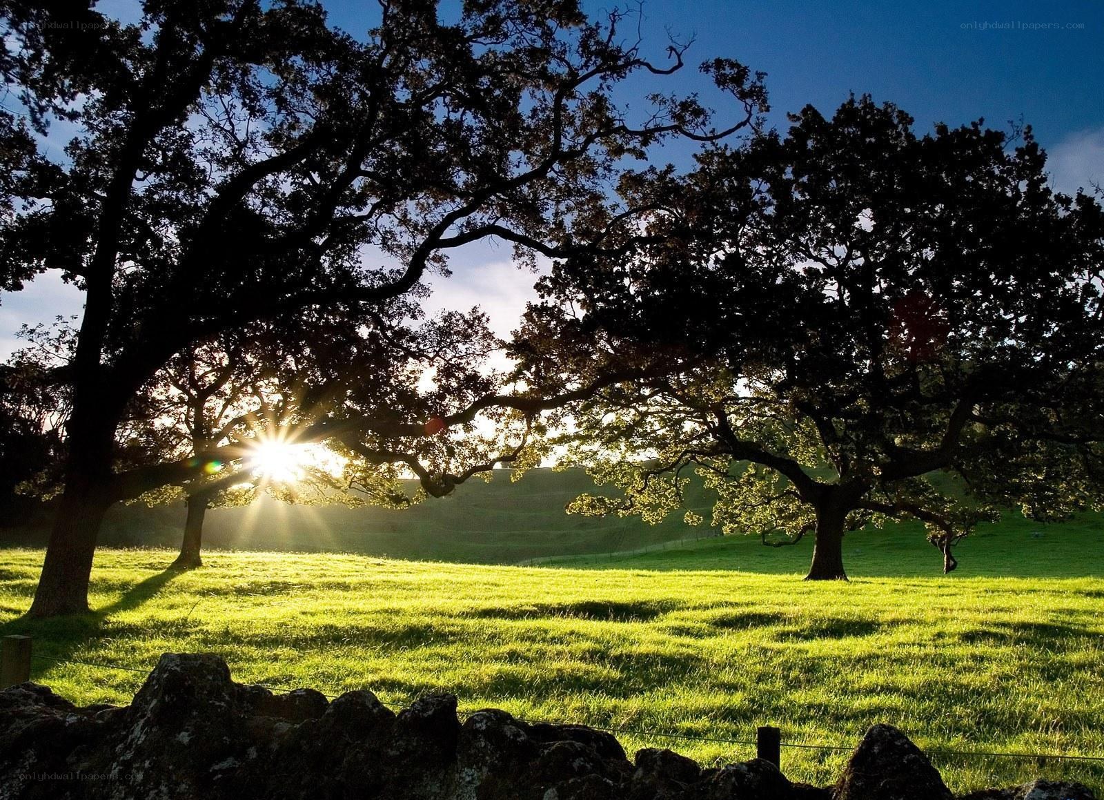 Sunset over a grassy field