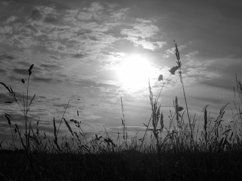 Sunset over a grassy field