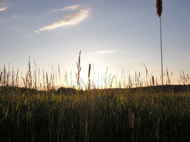 Sunset over a grassy field