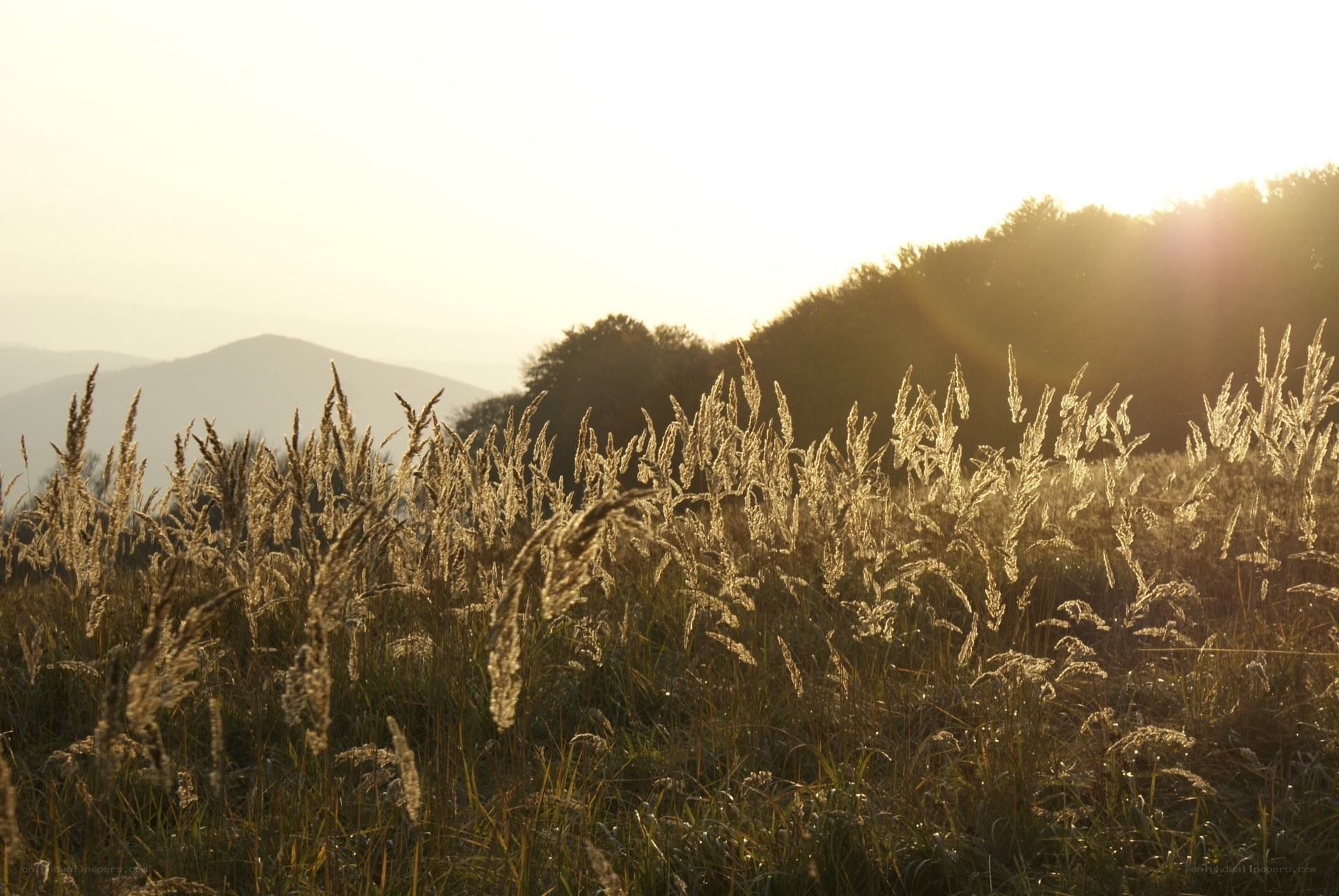 Sunset over a grassy hillside