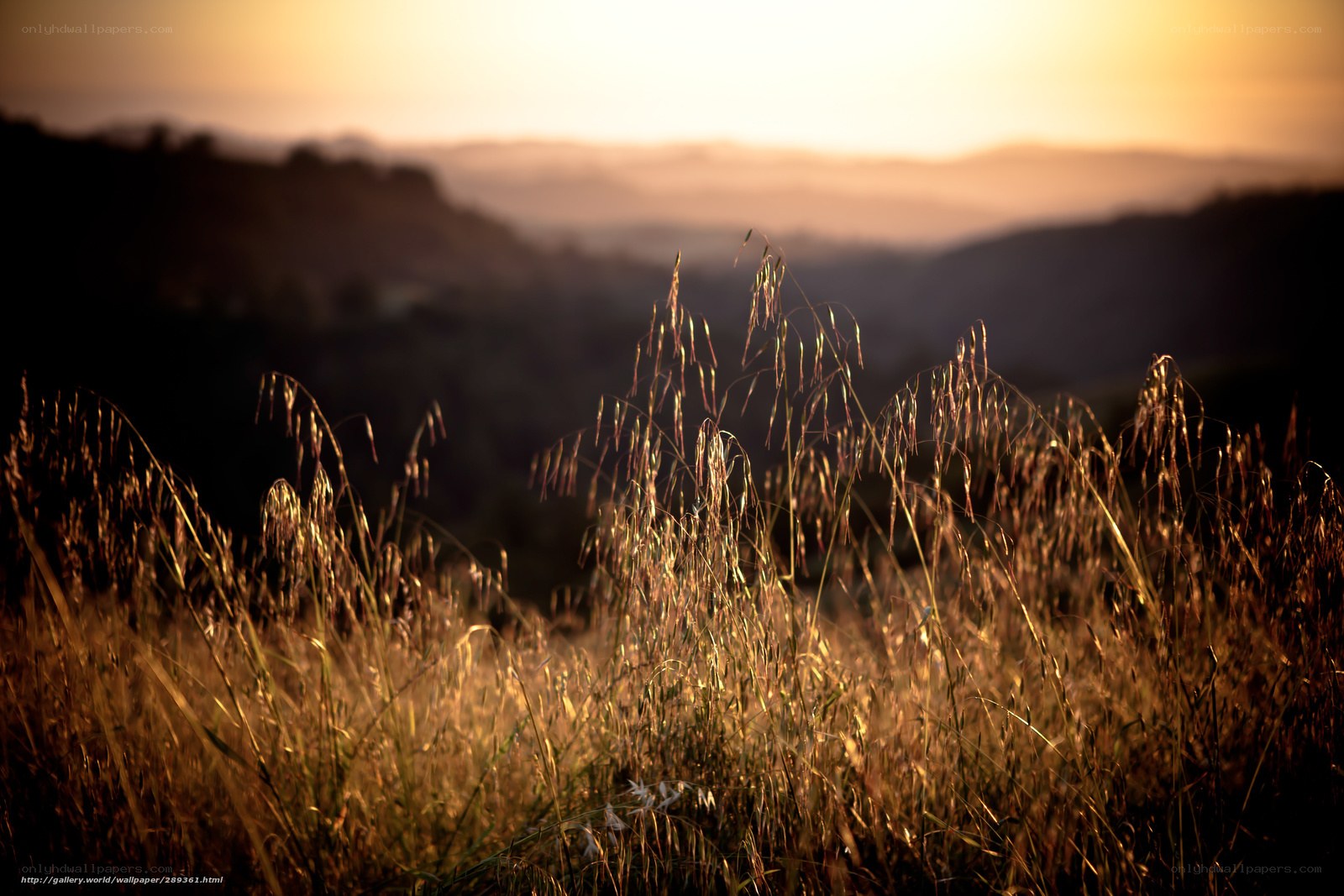 Sunset over a grassy hillside