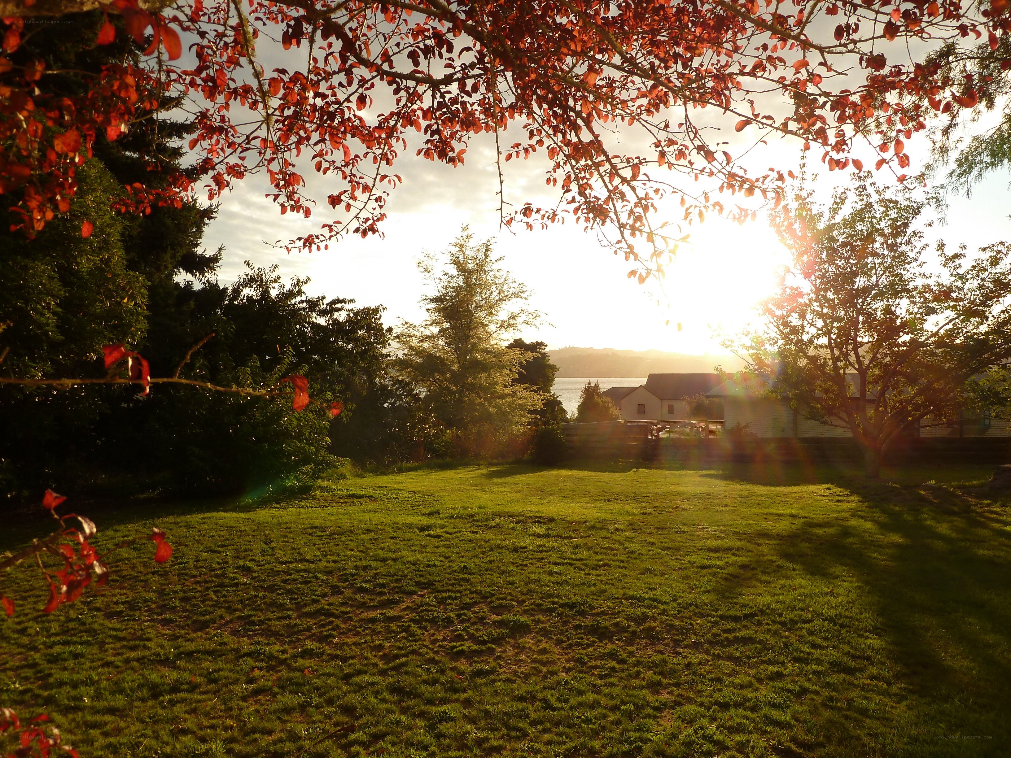 Sunset over a grassy yard