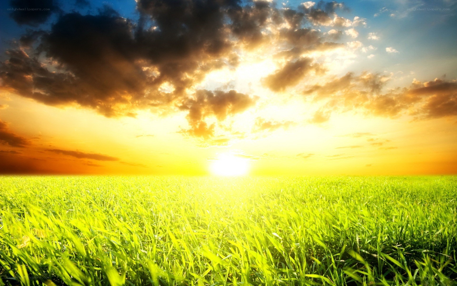 Sunset over a green field