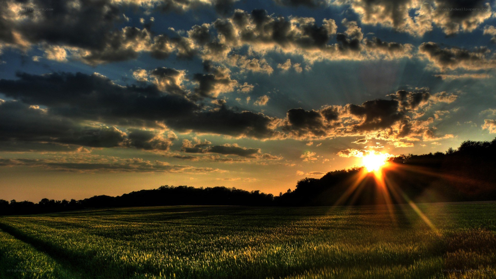 Sunset over a green field