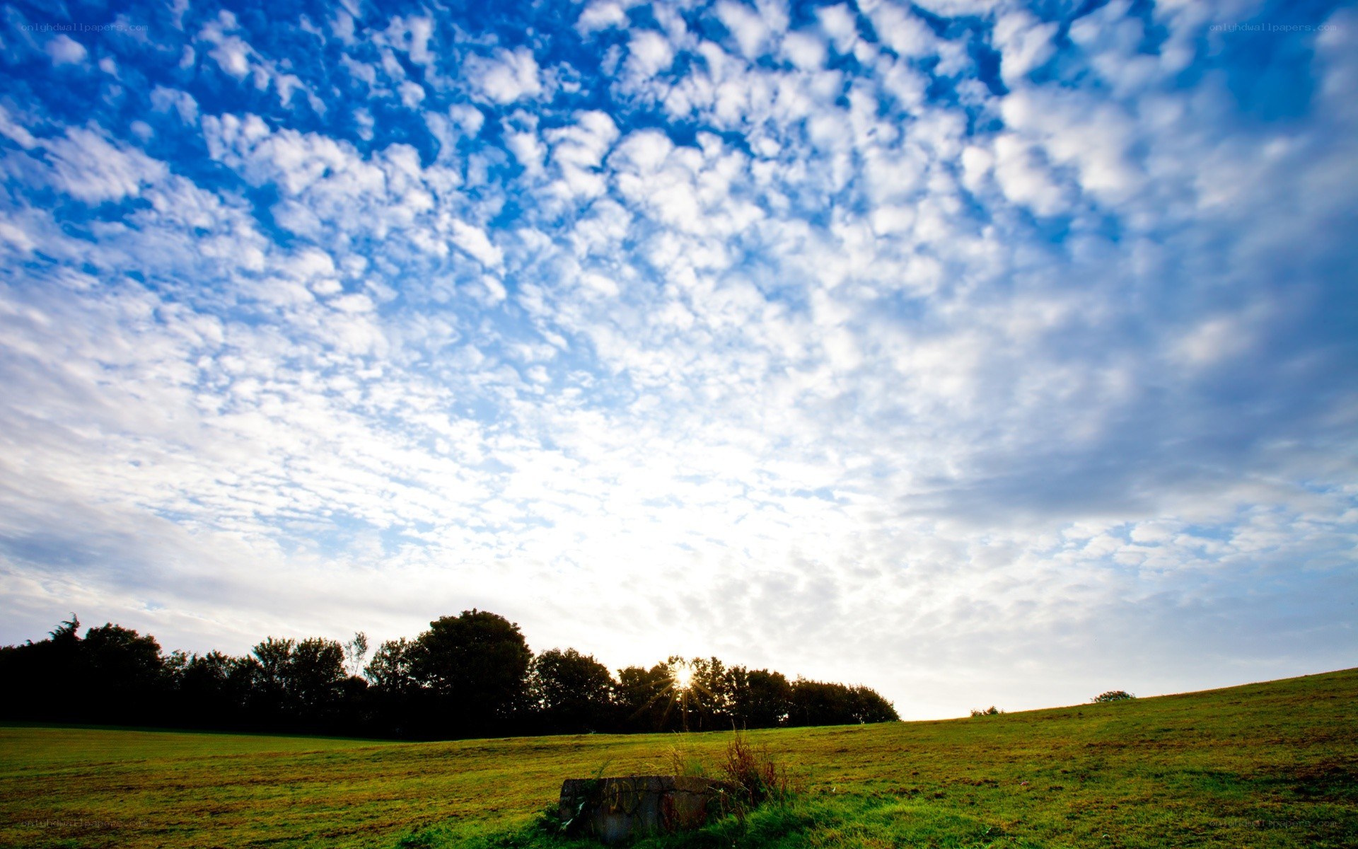 Sunset over a green field