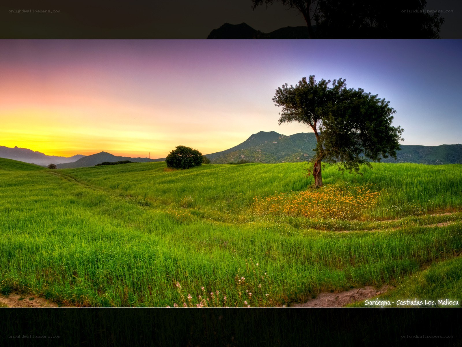 Sunset over a green field