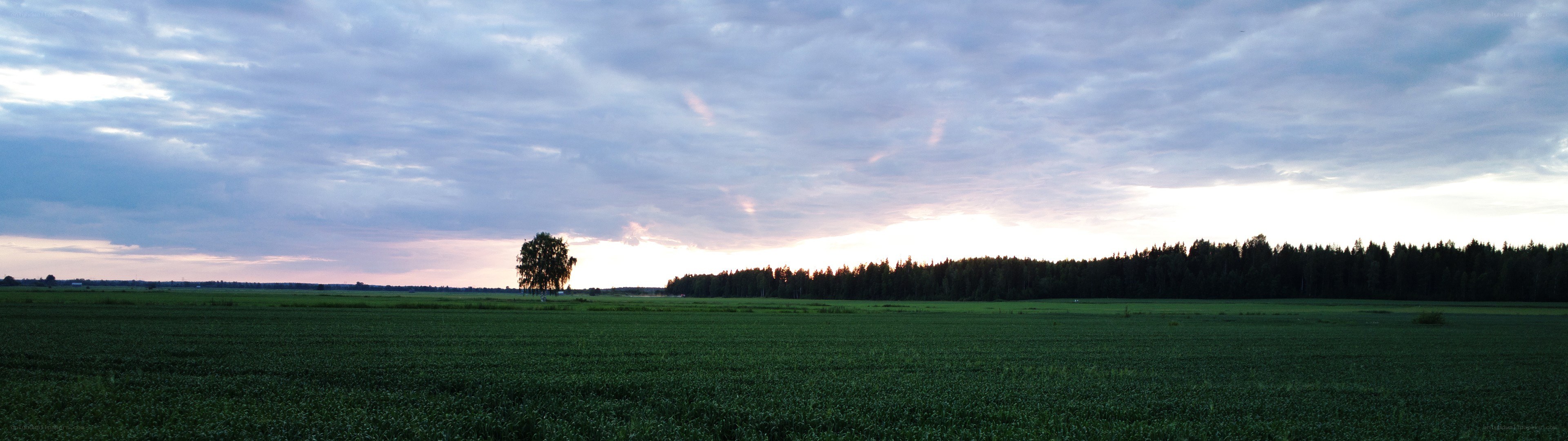 sunset over a green field