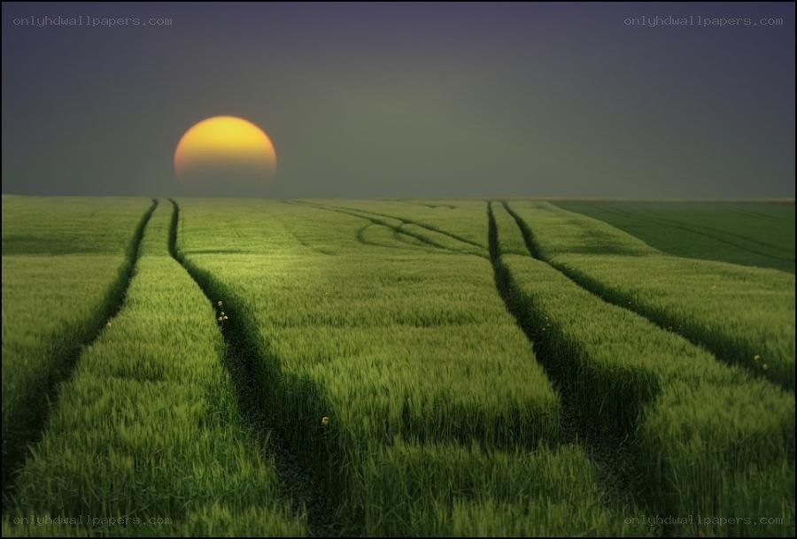 Sunset over a green field