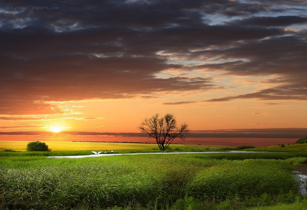 Sunset over a green field