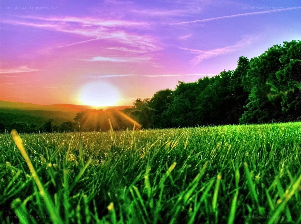 Sunset over a green field