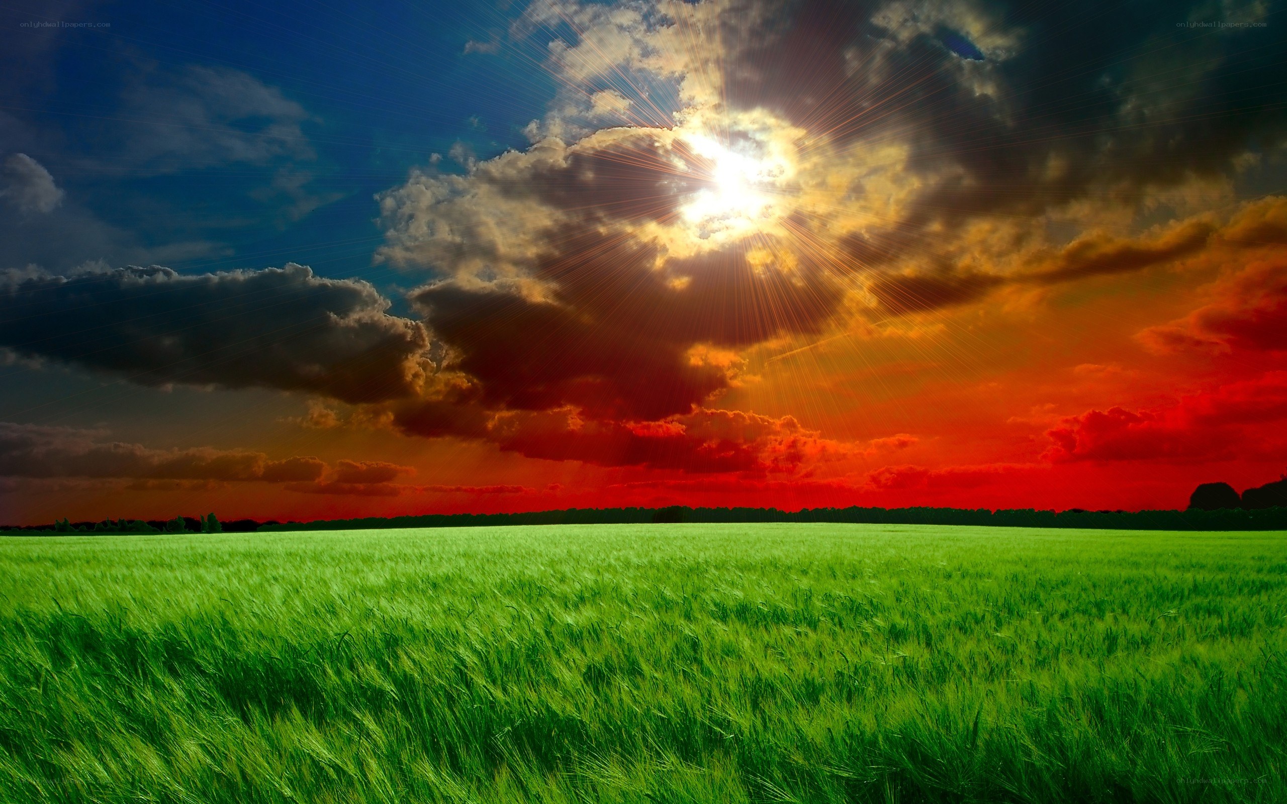 Sunset over a green field