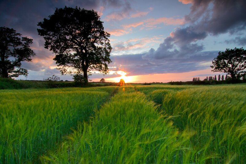 Sunset over a green field