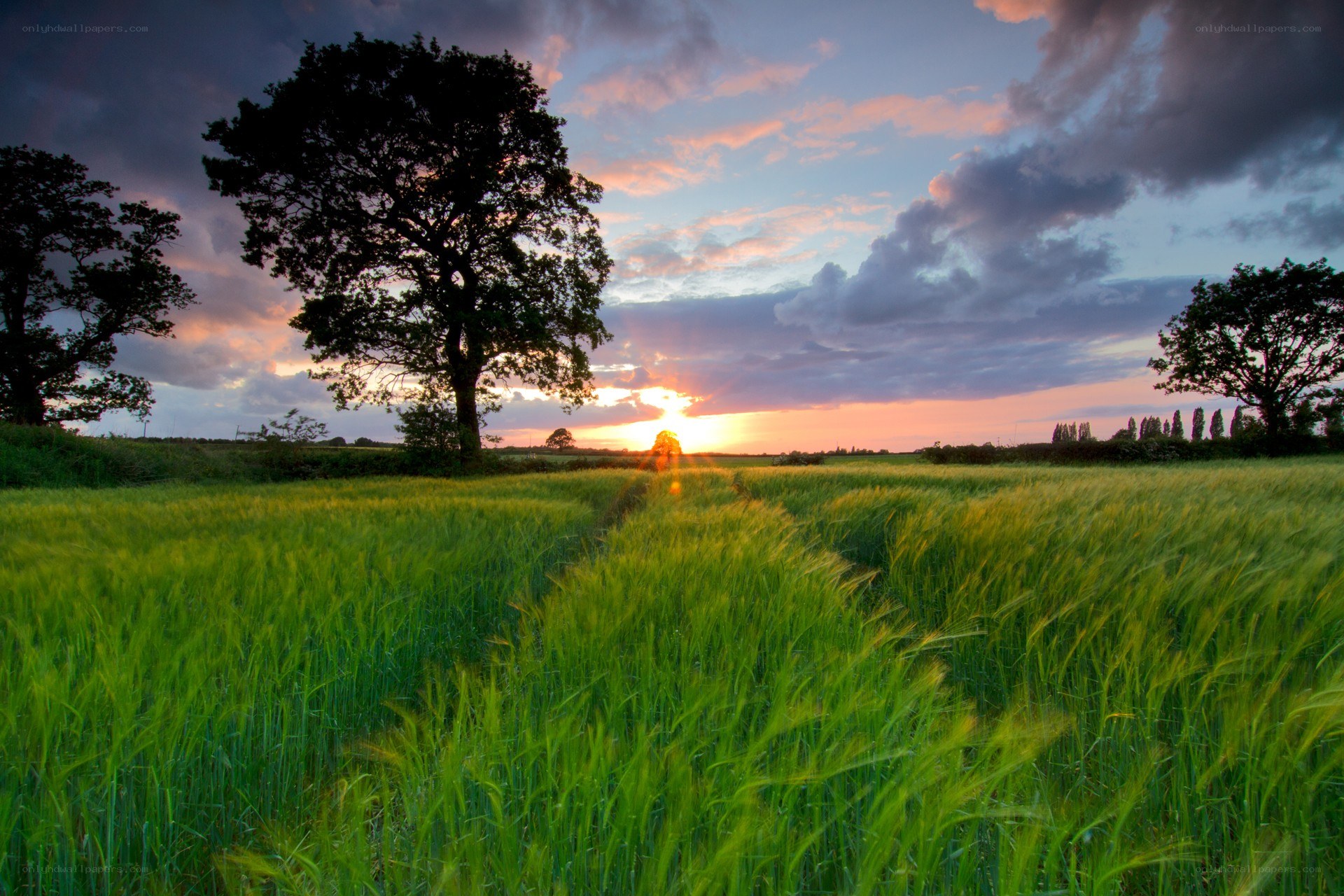 Sunset over a green field