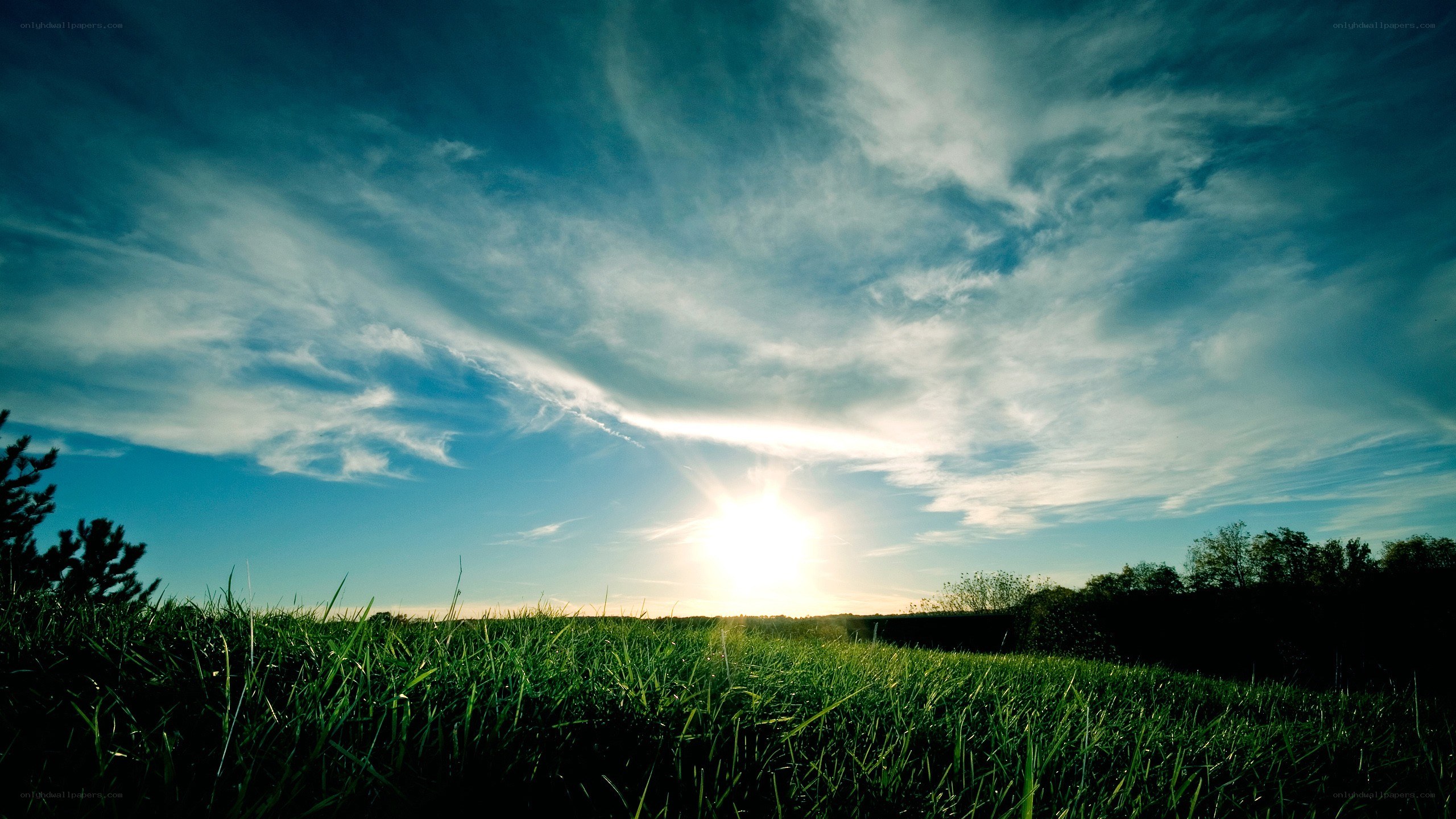 Sunset over a green field