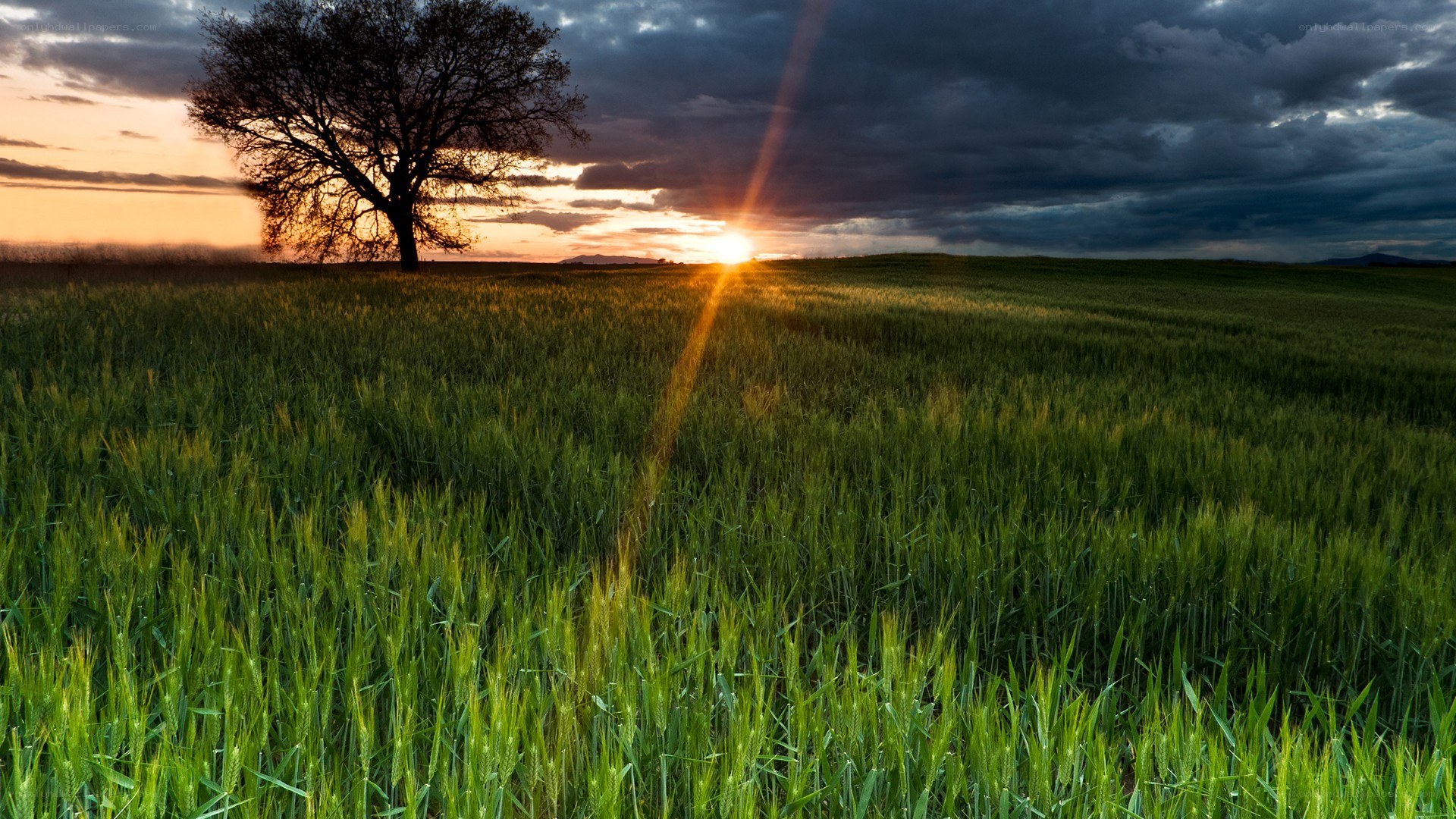 Sunset over a green field
