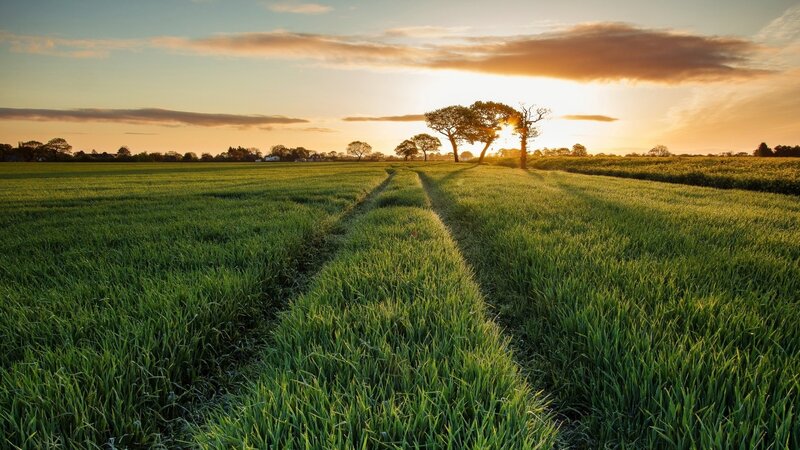 Sunset over a green field