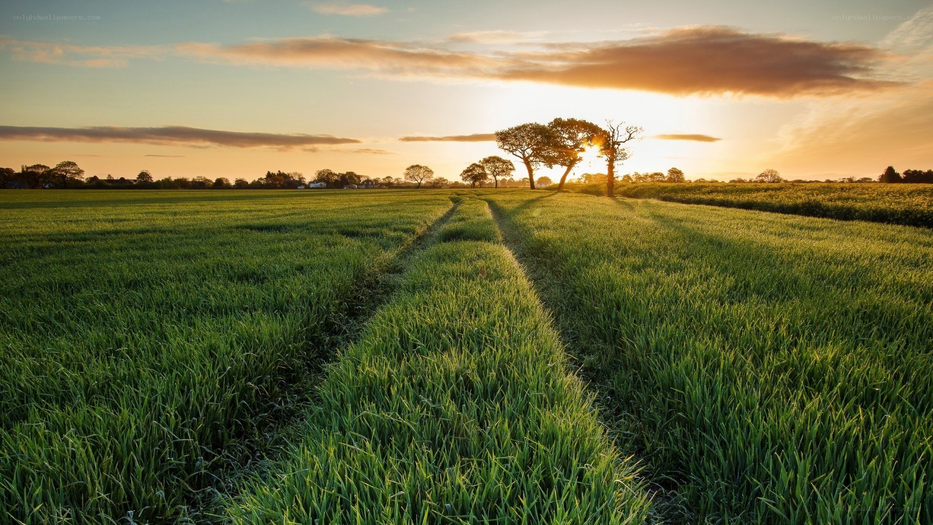 Sunset over a green field