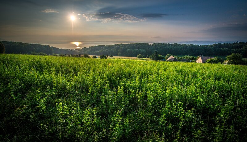 Sunset over a green field