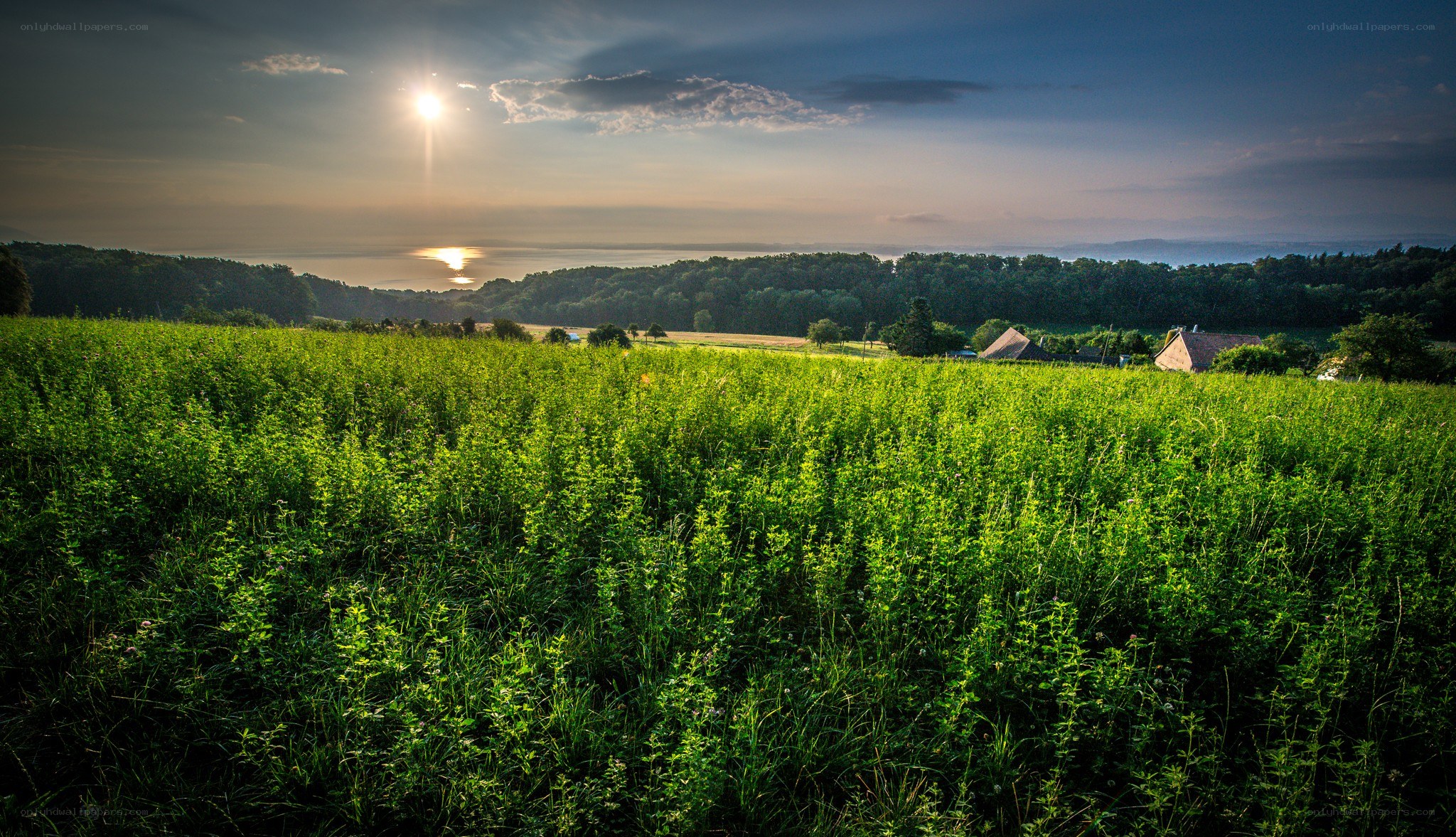 Sunset over a green field
