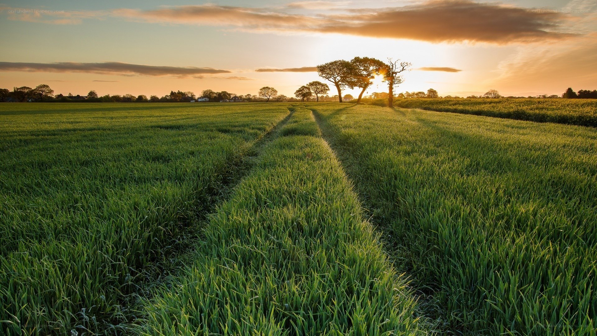 Sunset over a green field