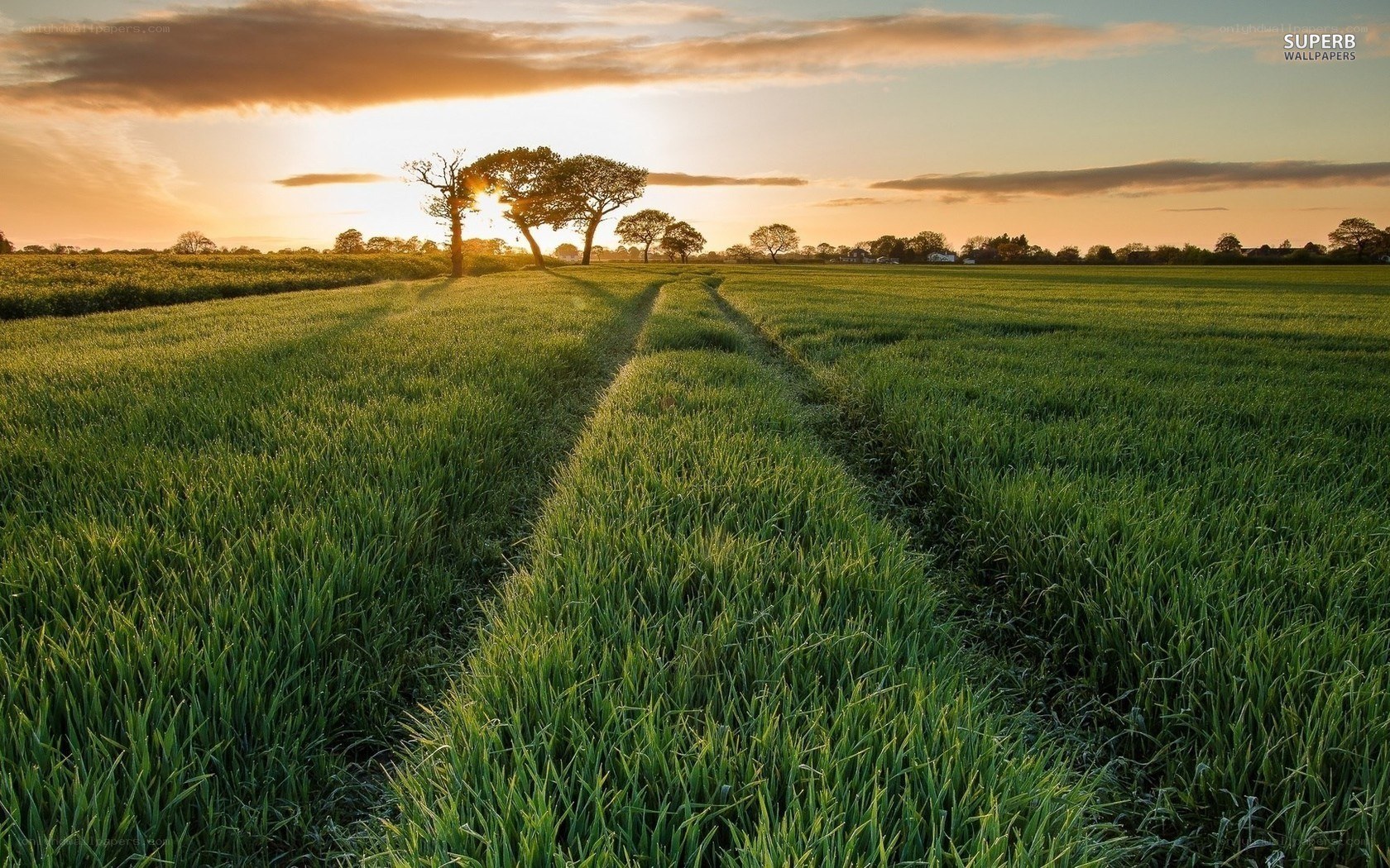 Sunset over a green field