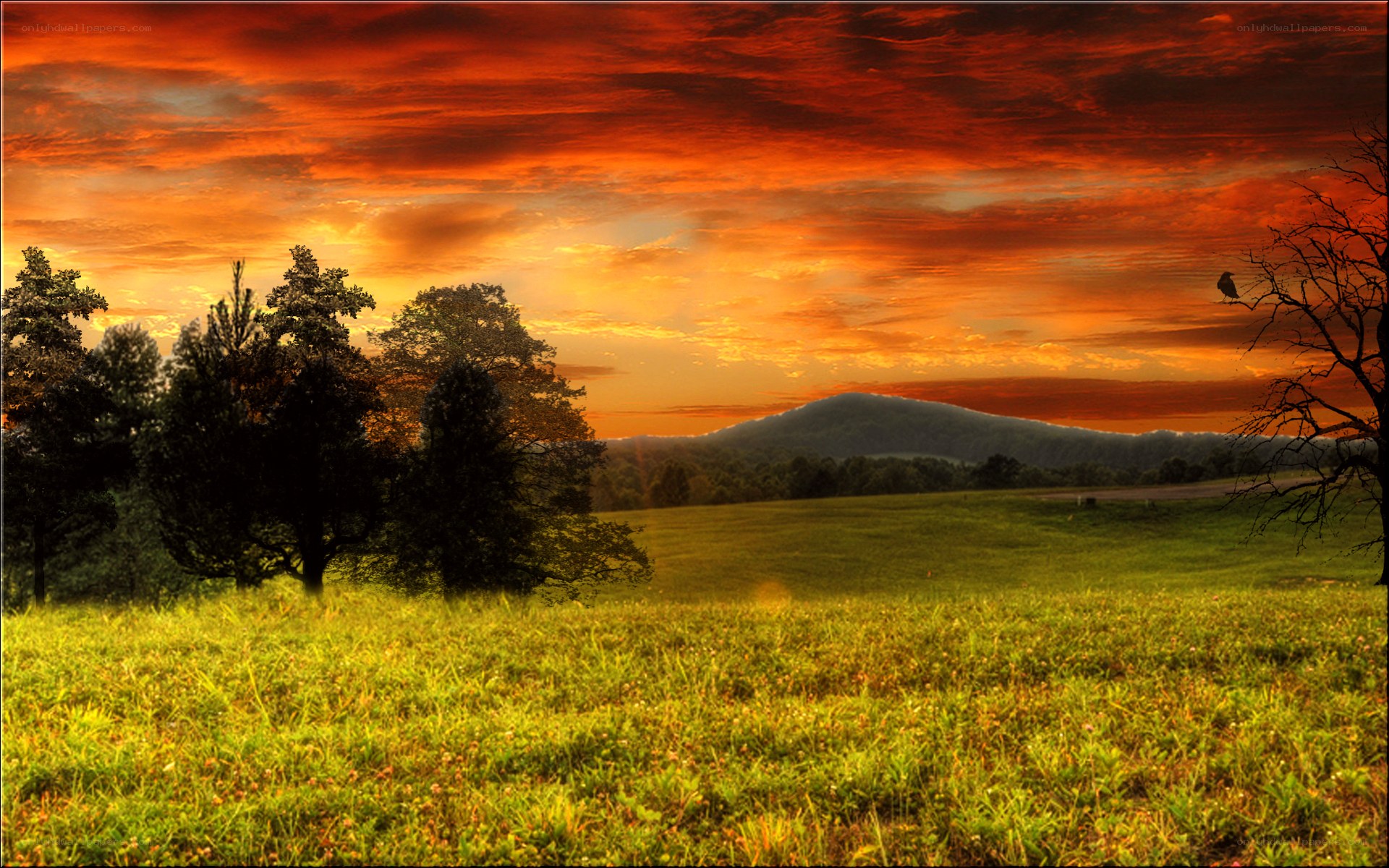 Sunset over a green field