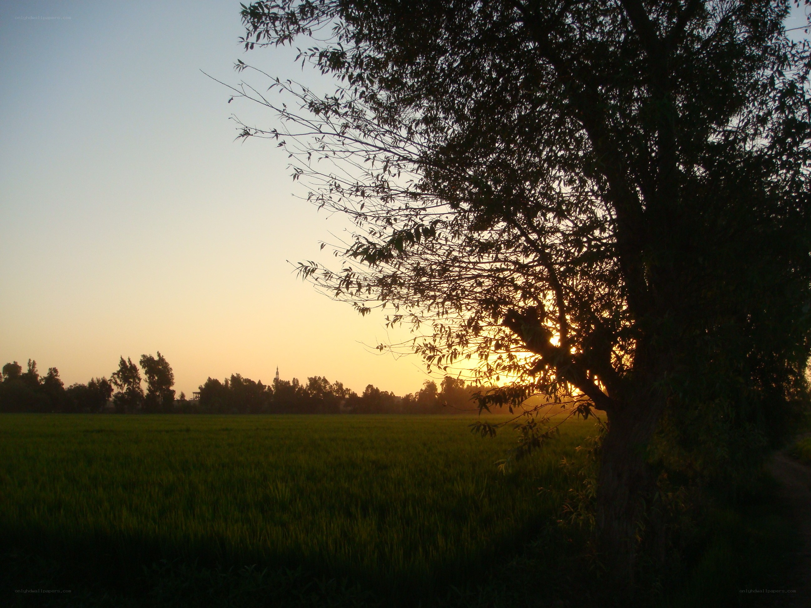 Sunset over a green field