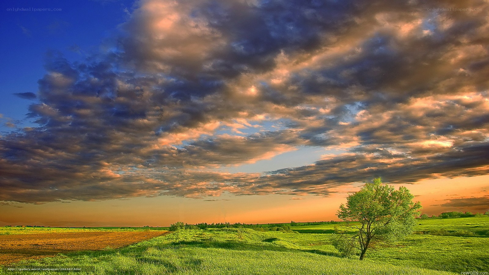 Sunset over a green field