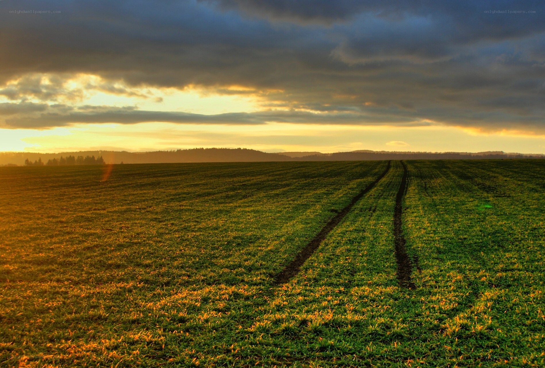 Sunset over a green field