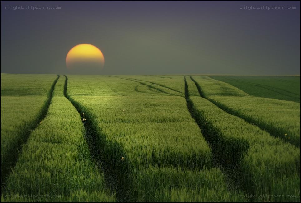 Sunset over a green field