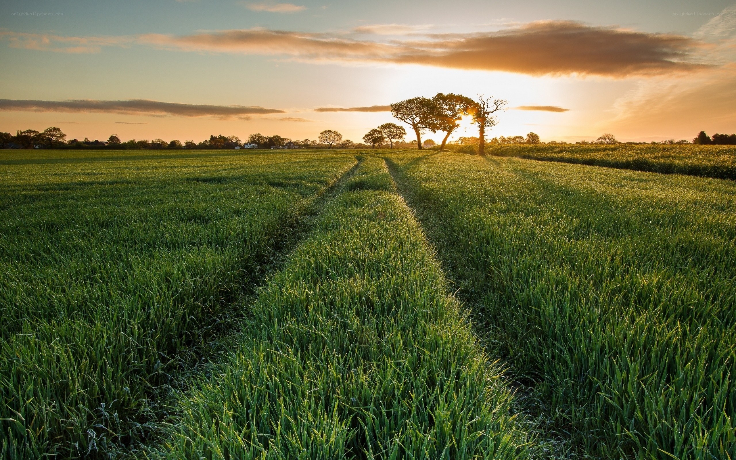 Sunset over a green field