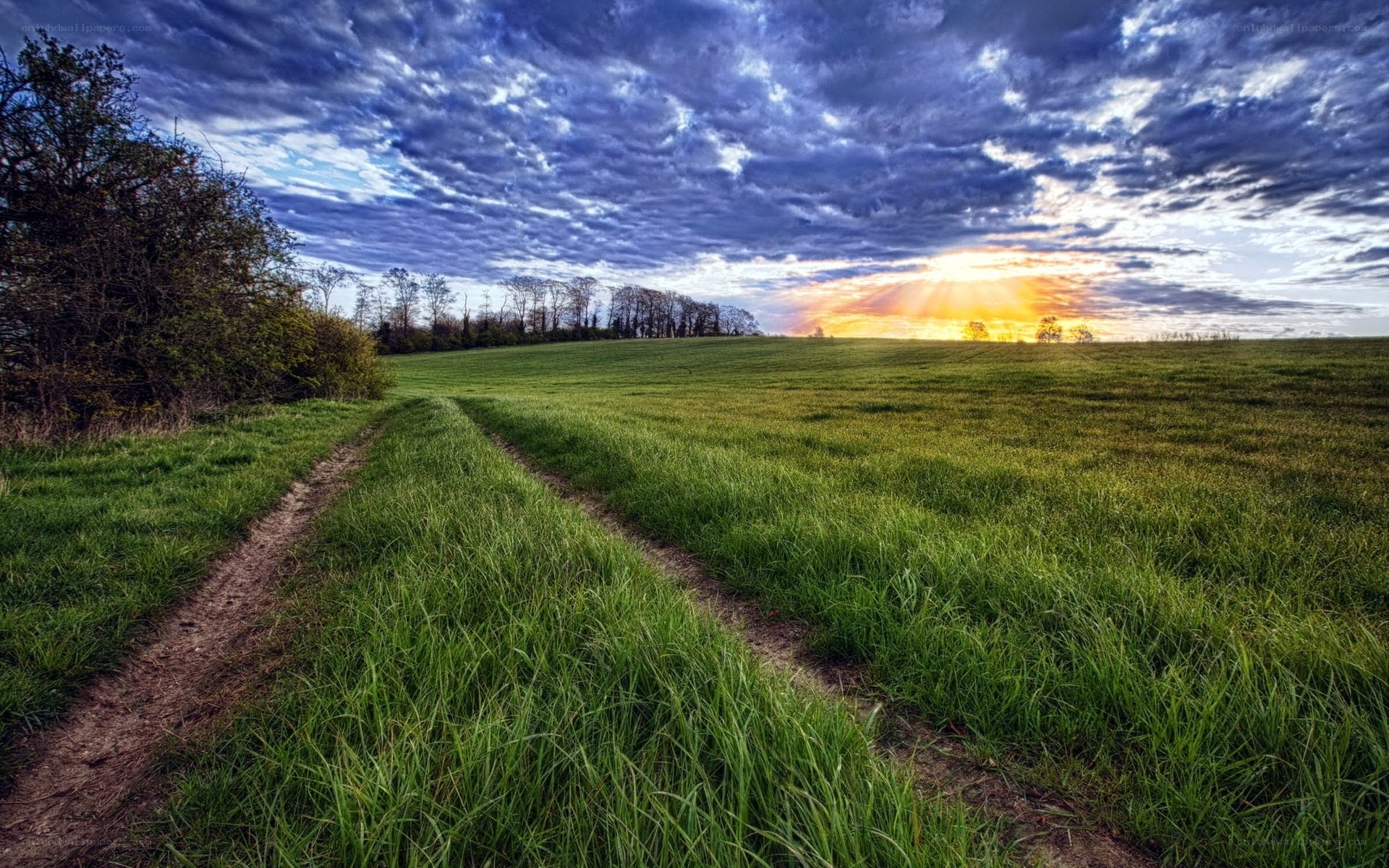 Sunset over a green field