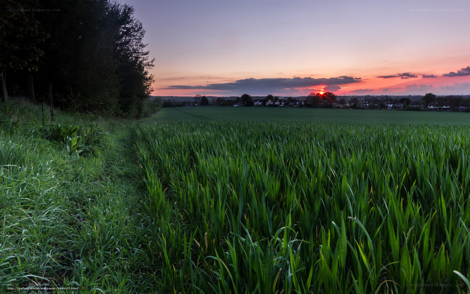 Sunset over a green field