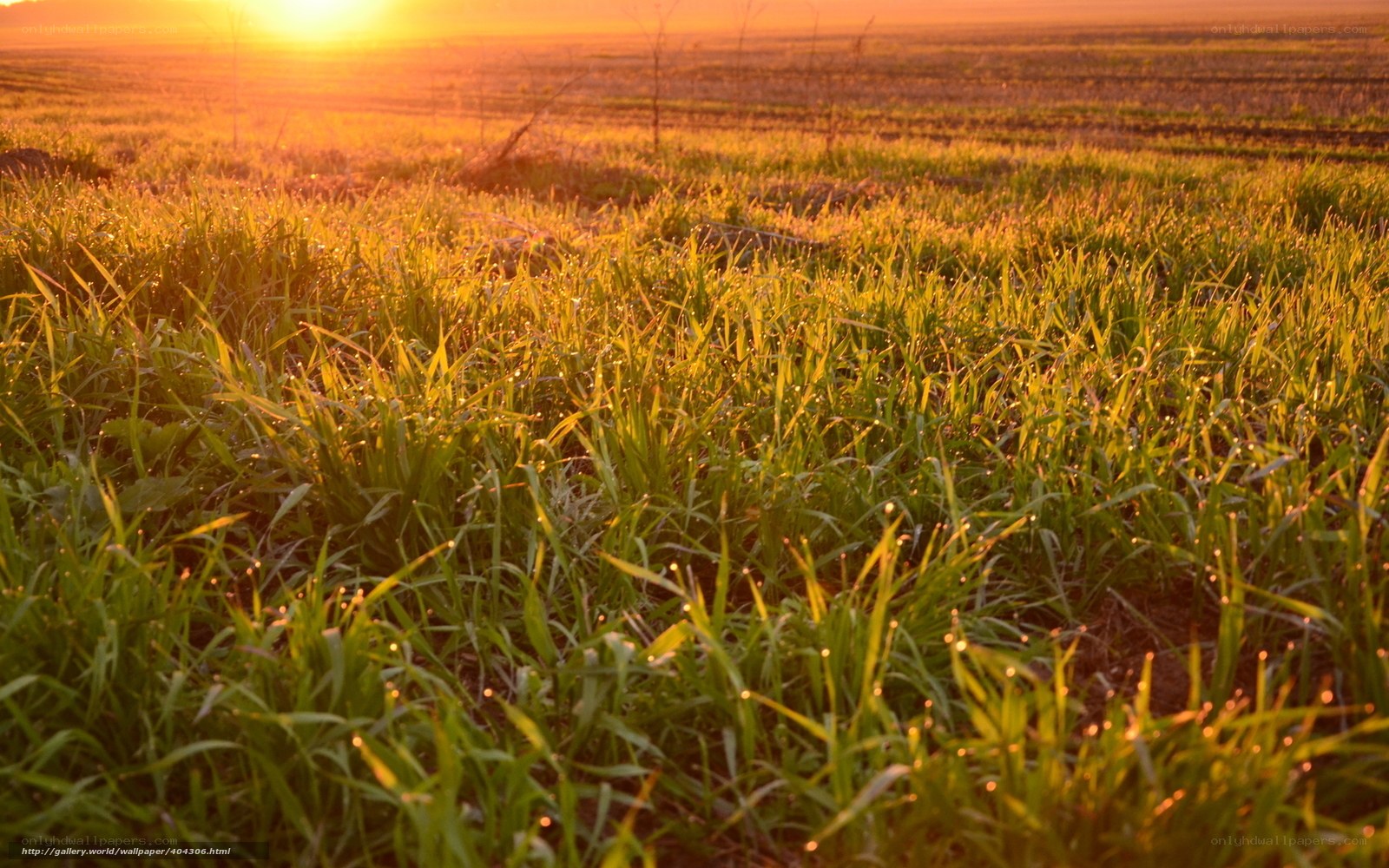 Sunset over a green field