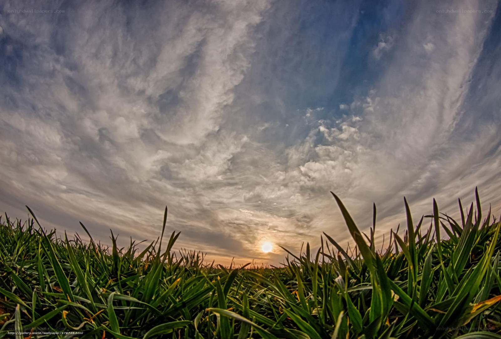 Sunset over a green field