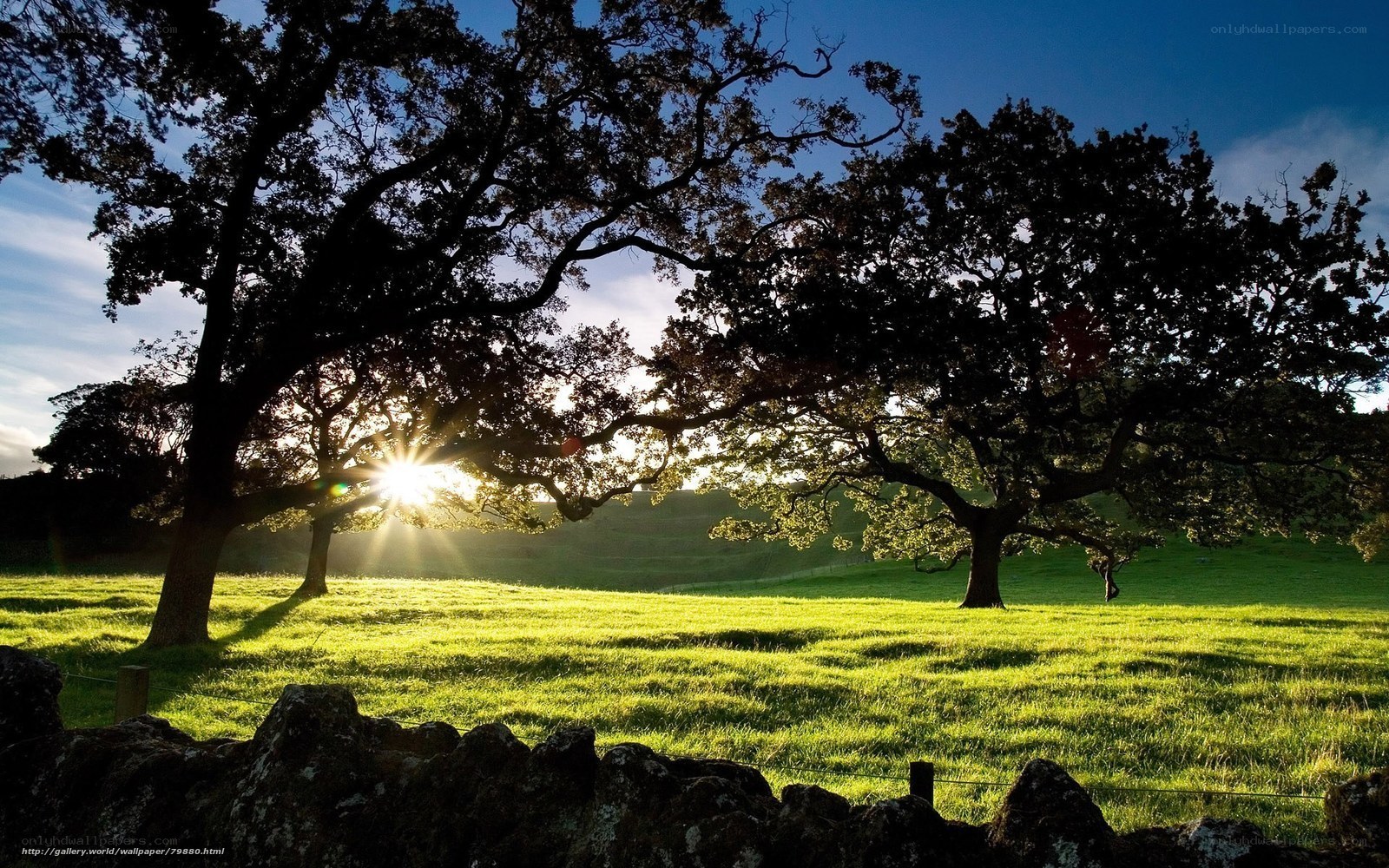 Sunset over a green field