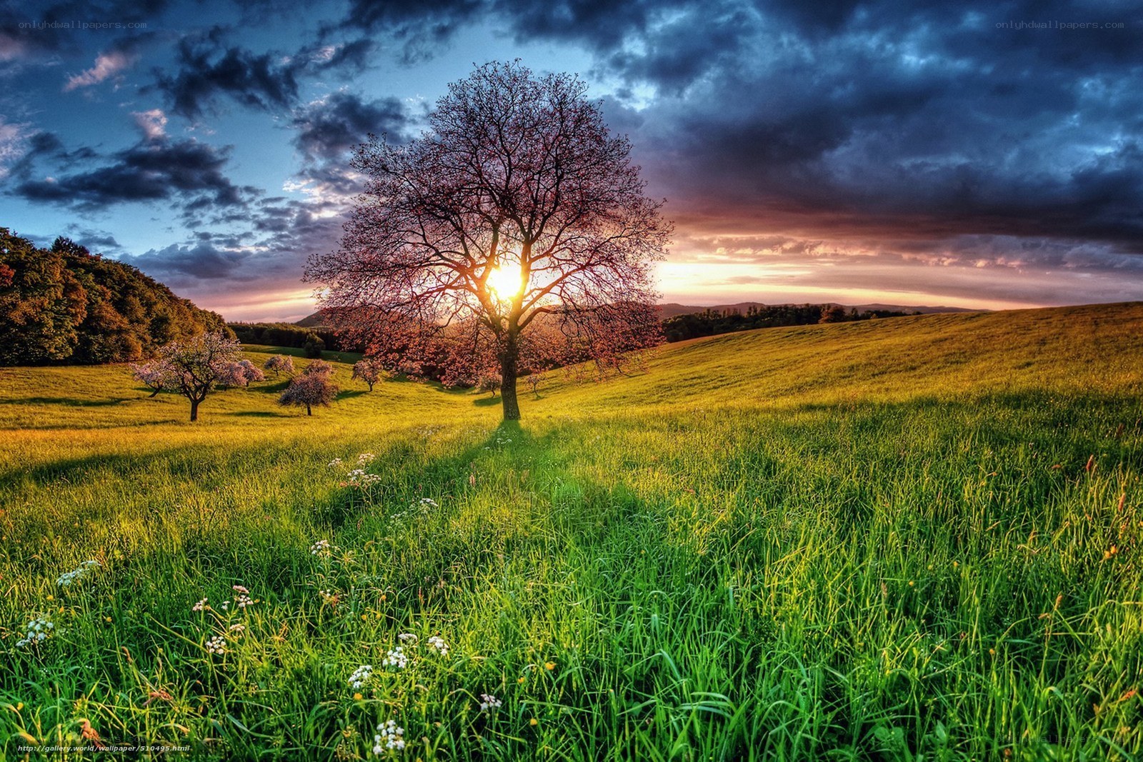 Sunset over a green field