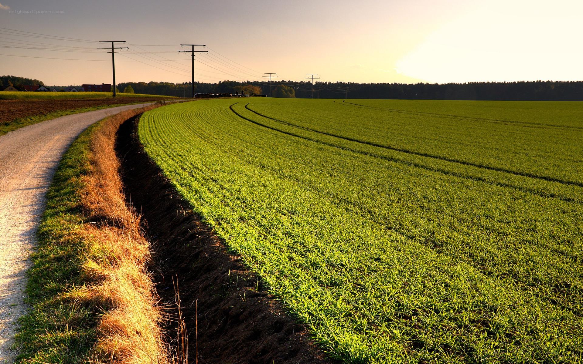 Sunset over a green field