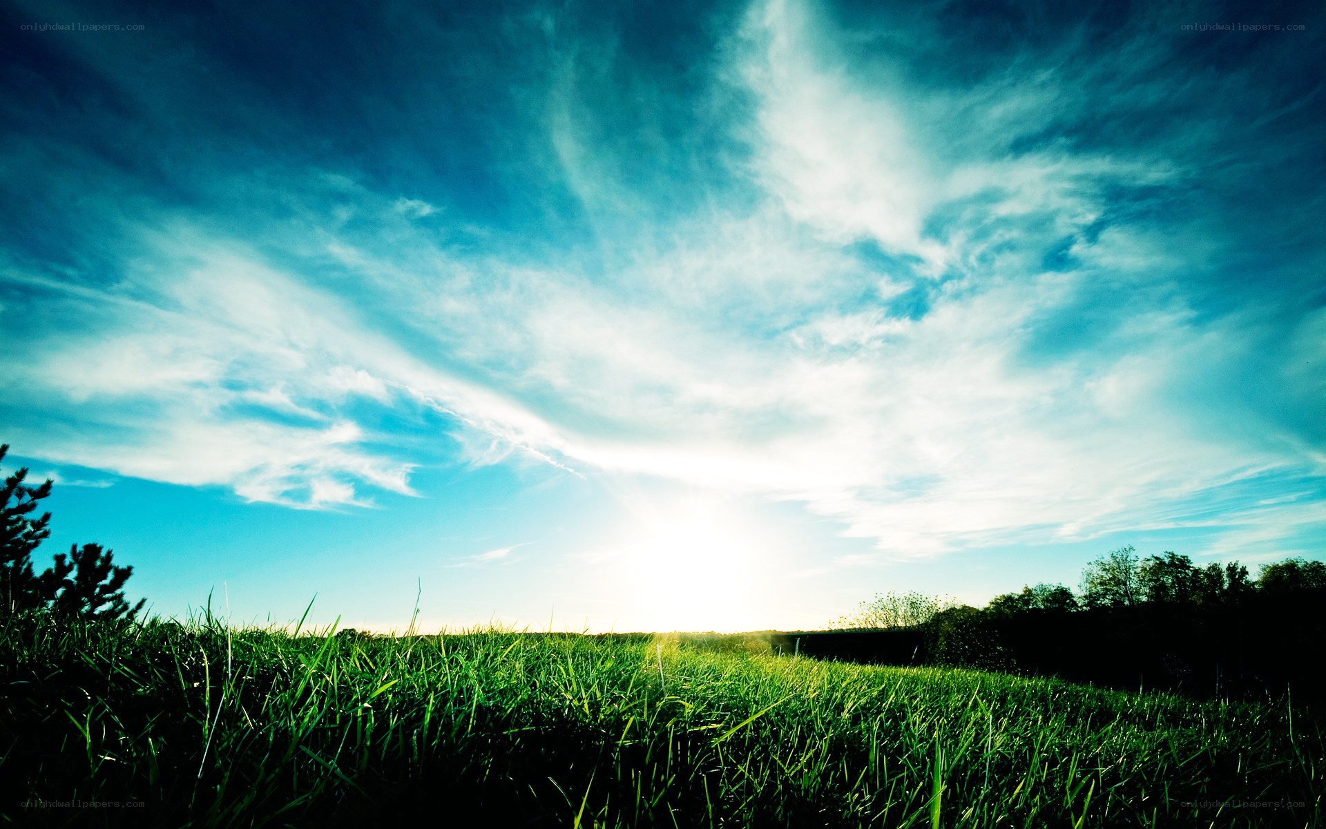 Sunset over a green field