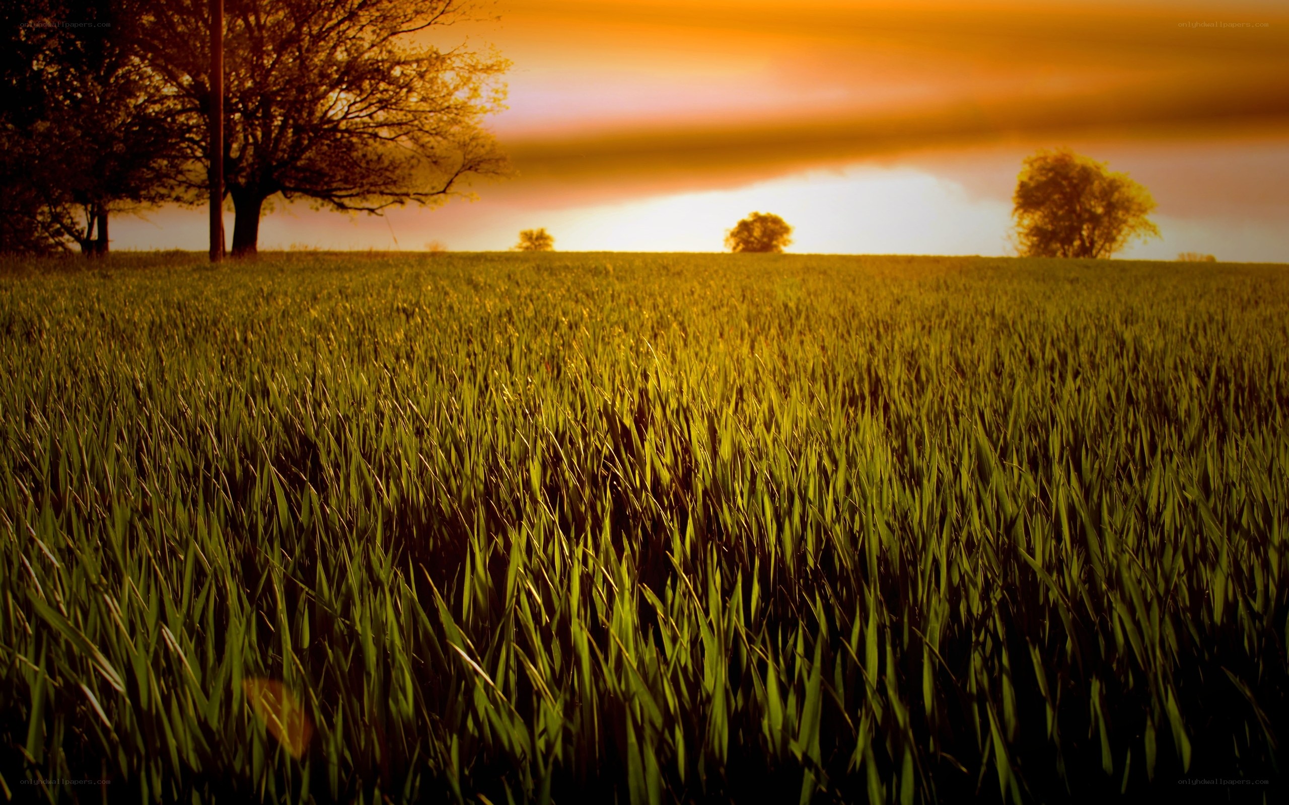 Sunset over a green field
