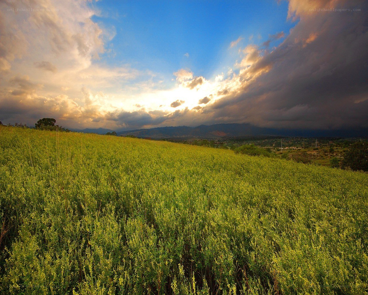 Sunset over a green field